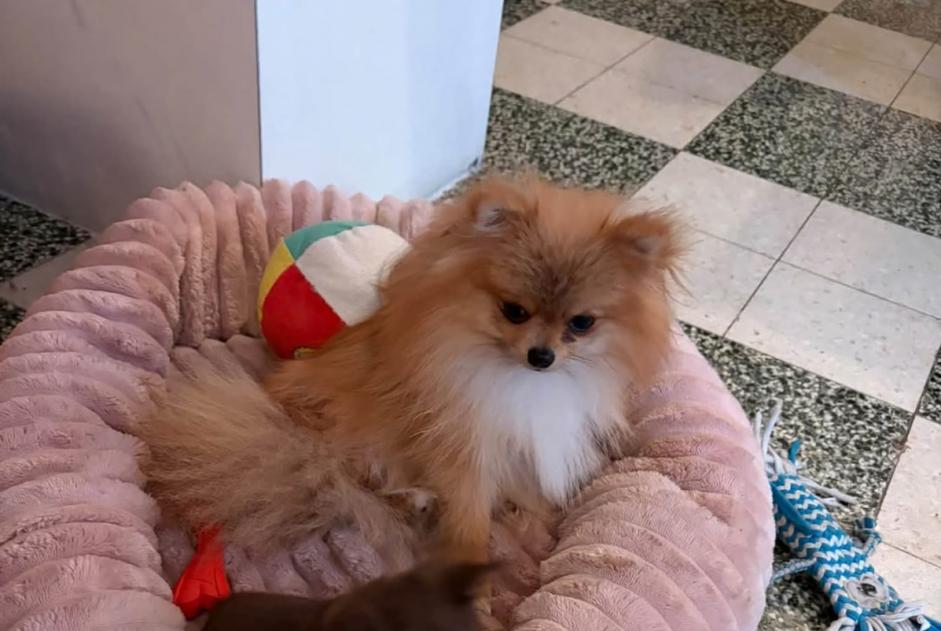 Alerte Disparition Chien Femelle , 1 ans Chapelle-lez-Herlaimont Belgique Alerte Disparition Chien Femelle , 1 ans Chapelle-lez-Herlaimont Belgique