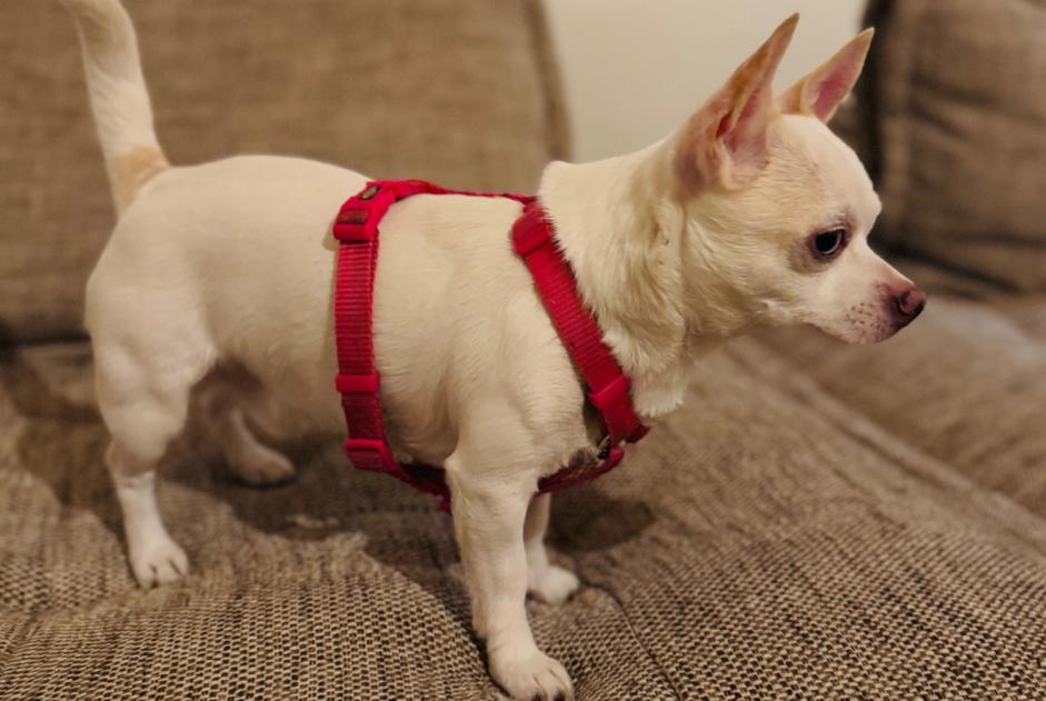 Alerte Découverte Chien  Mâle , 2 ans Ixelles Belgique
