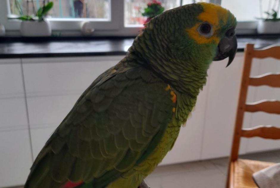 Alerte Disparition Oiseau Mâle , 2023 ans Braine-l'Alleud Belgique Alerte Disparition Oiseau Mâle , 2023 ans Braine-l'Alleud Belgique