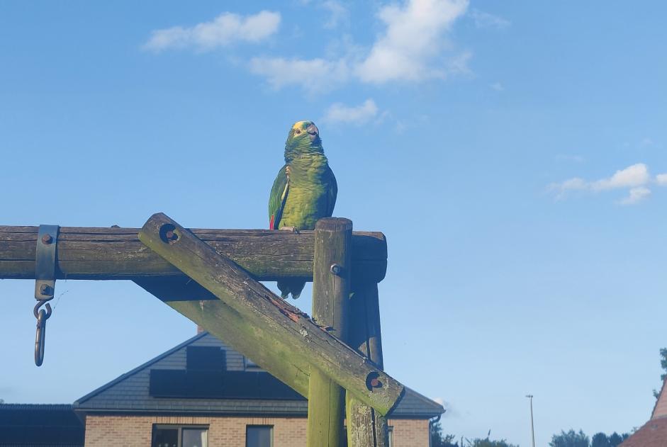 Alerte Découverte Oiseau Inconnu Braine-l'Alleud Belgique