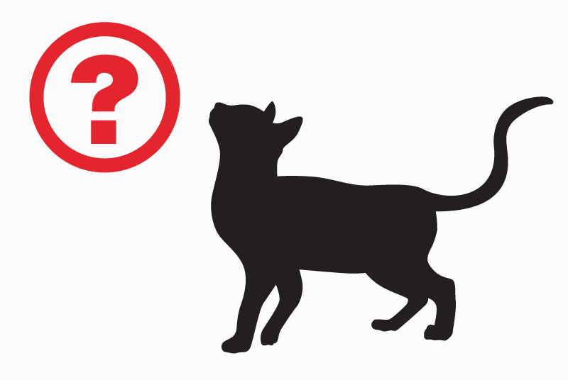 Alerte Disparition Chat croisement Mâle , 2 ans Villers-la-Ville Belgique Alerte Disparition Chat croisement Mâle , 2 ans Villers-la-Ville Belgique