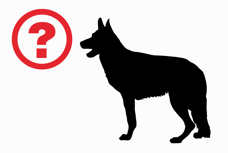 Discovery alert Dog Female Rixensart Belgium