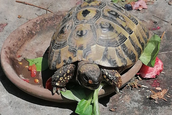 Avviso scomparsa Tartaruga Maschio , 2026 anni Pajottegem Belgio