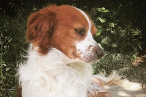 Verdwijningsalarm Hond  Mannetje , 8 jaar Nivelles België