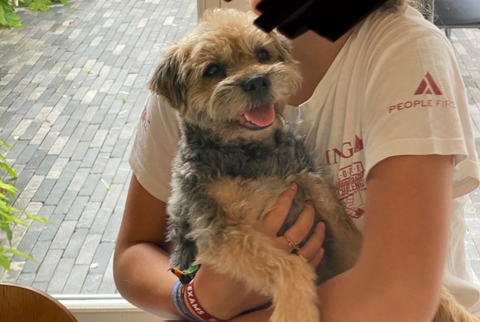 Verdwijningsalarm Hond  Vrouwtje , 14 jaar Lasne België