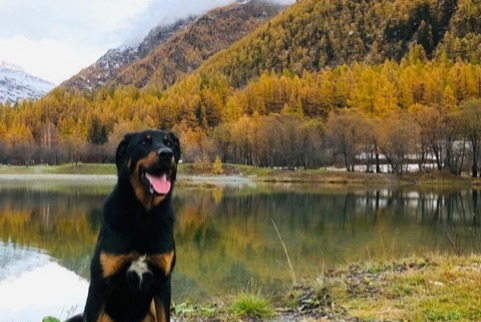Verdwijningsalarm Hond  Mannetje , 8 jaar Incourt België