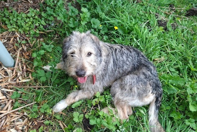 Verdwijningsalarm Hond Vrouwtje , 1 jaar Incourt België