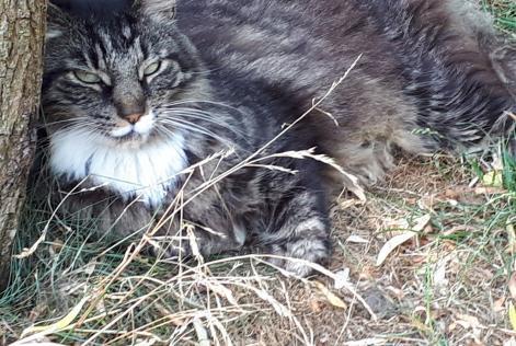 Verdwijningsalarm Kat  Mannetje , 14 jaar La Grange des Champs België