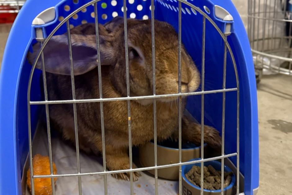 Ontdekkingsalarm Konijn Onbekend Rixensart België