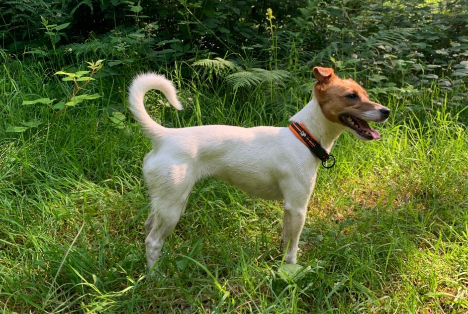 Alerta desaparecimento Cão Fêmea , 4 anos Aywaille Belgium Alerta desaparecimento Cão Fêmea , 4 anos Aywaille Belgium