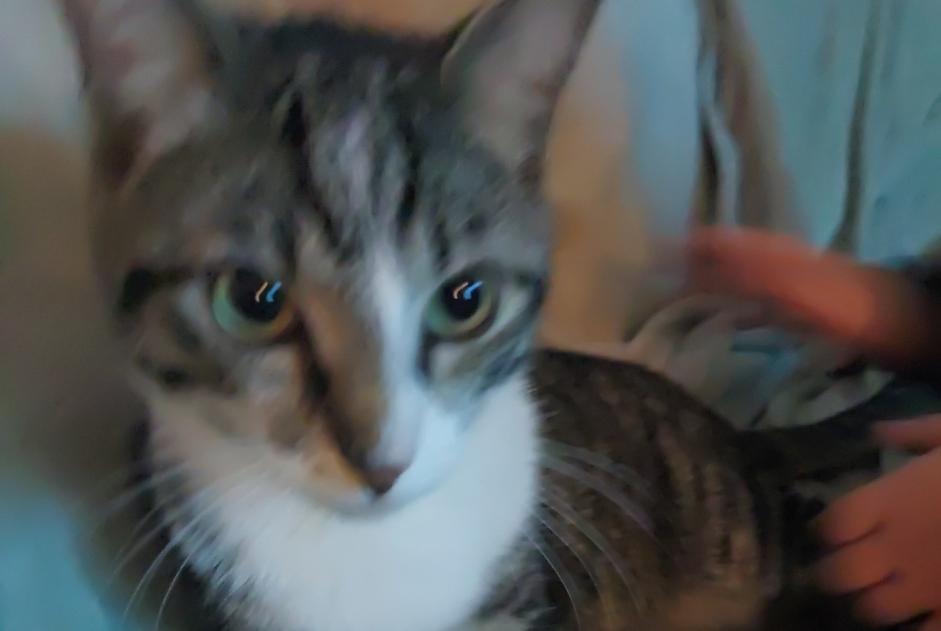 Alerta desaparecimento Gato Macho , 1 anos Steenokkerzeel Belgium Alerta desaparecimento Gato Macho , 1 anos Steenokkerzeel Belgium