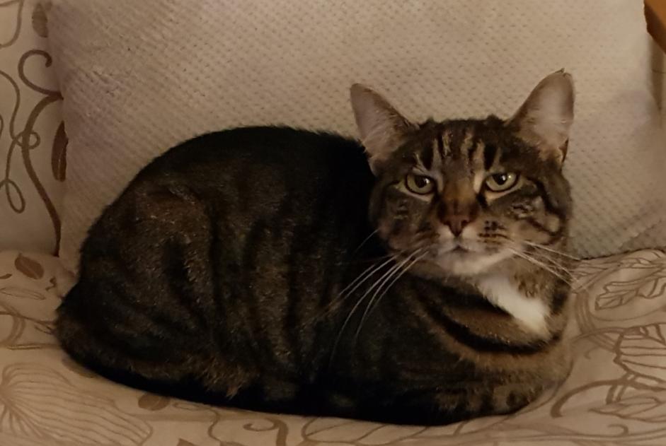 Alerta desaparecimento Gato  Fêmea , 7 anos Ottignies-Louvain-la-Neuve Belgium