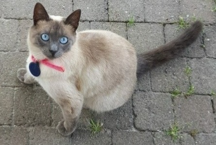 Alerta desaparecimento Gato  Fêmea , 1 anos Ottignies-Louvain-la-Neuve Belgium
