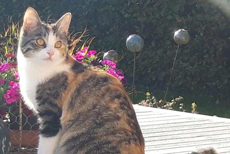 Alerta desaparecimento Gato  Fêmea , 1 anos Court-St.-Étienne Belgium