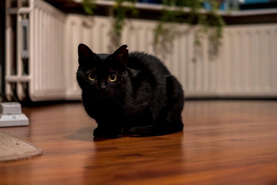 Alerta desaparecimento Gato  Fêmea , 2 anos Rixensart Belgium