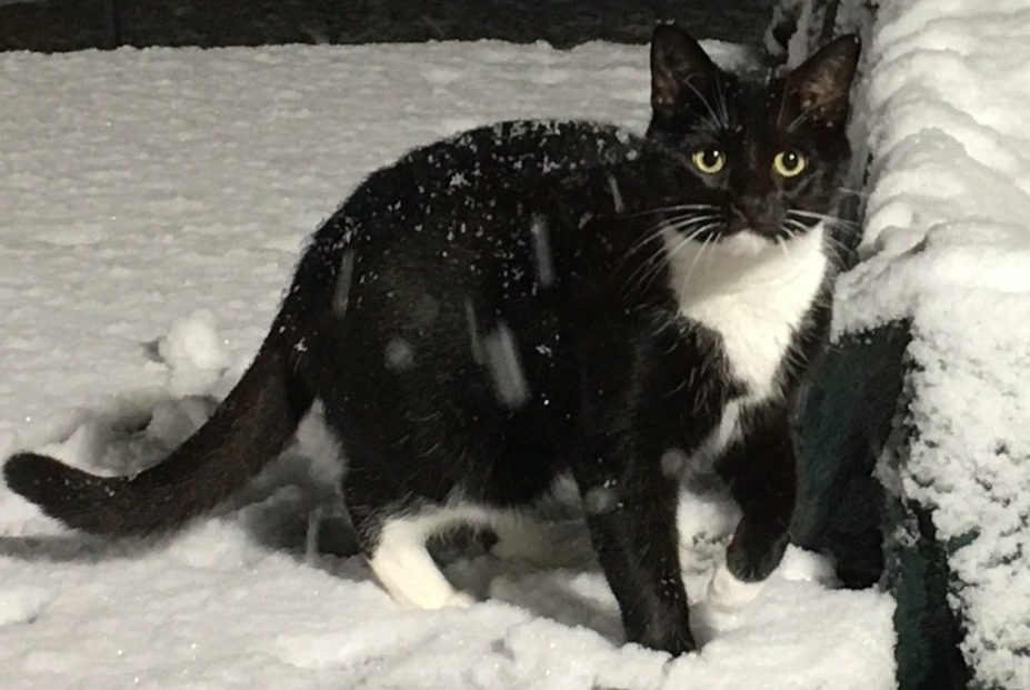Alerta desaparecimento Gato Fêmea , 3 anos Braine-l'Alleud Belgium
