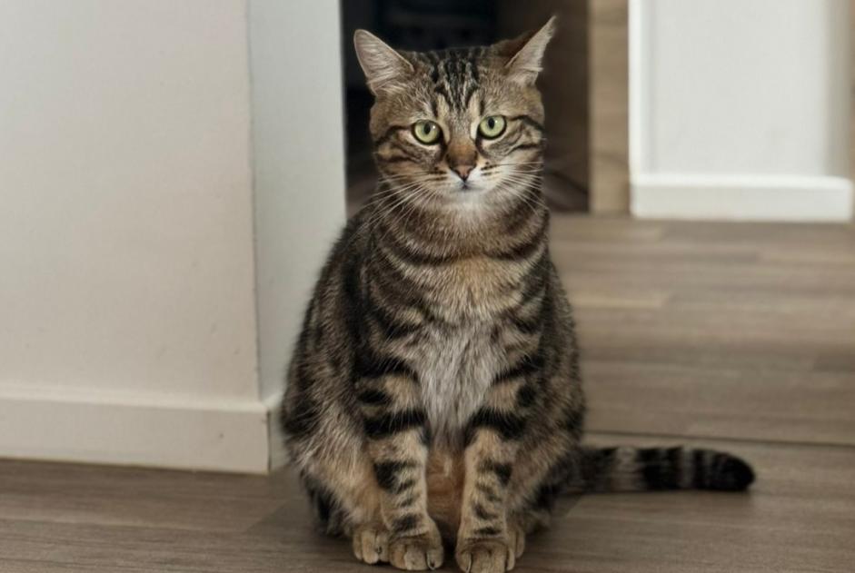 Alerta desaparecimento Gato Fêmea , 2 anos Perwez Belgium