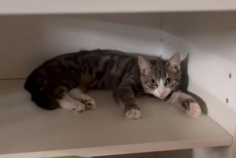 Alerta desaparecimento Gato Macho , 1 anos Anderlecht Belgium